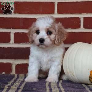 Alice, Cavachon Puppy